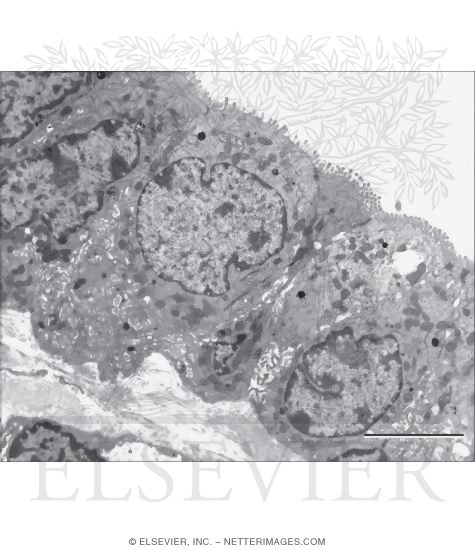 Electron Micrograph of Gallbladder Epithelium