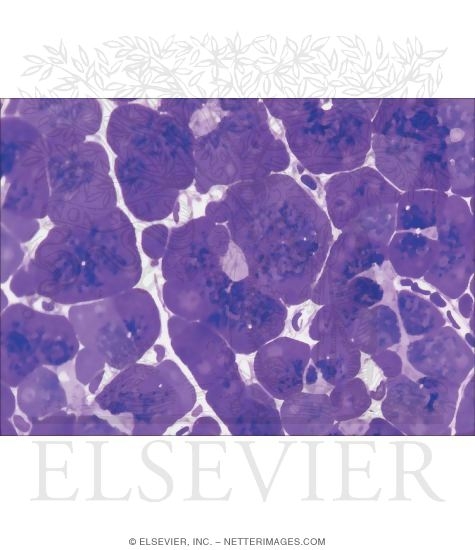 Watermarked preview of unlabeled image: Light Micrograph of the Exocrine Pancreas