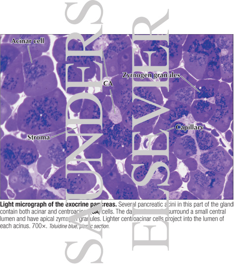 Watermarked preview of labeled image: Light Micrograph of the Exocrine Pancreas