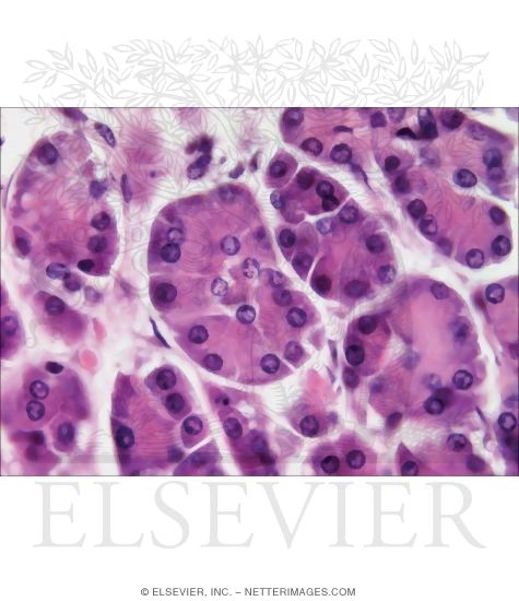 Light Micrograph Showing Pancreatic Acini at High Magnification