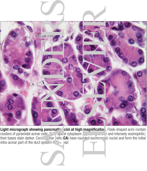 Watermarked preview of labeled image: Light Micrograph Showing Pancreatic Acini at High Magnification