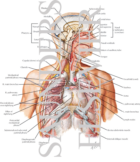 Watermarked preview of labeled image: The Respiratory System