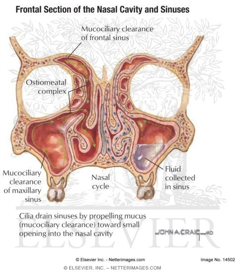 Frontal Section Of The Nasal Cavity And Sinuses