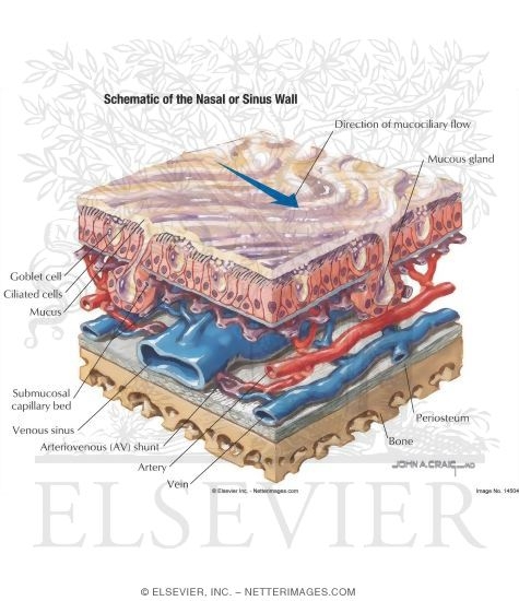 Schematic of the Nasal Or Sinus Wall
