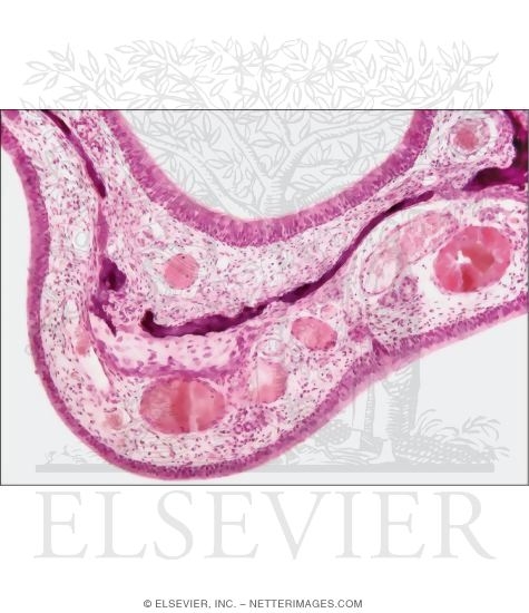 Watermarked preview of unlabeled image: Low-magnification Light Micrograph of a Nasal Concha
