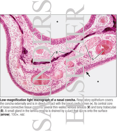 Watermarked preview of labeled image: Low-magnification Light Micrograph of a Nasal Concha