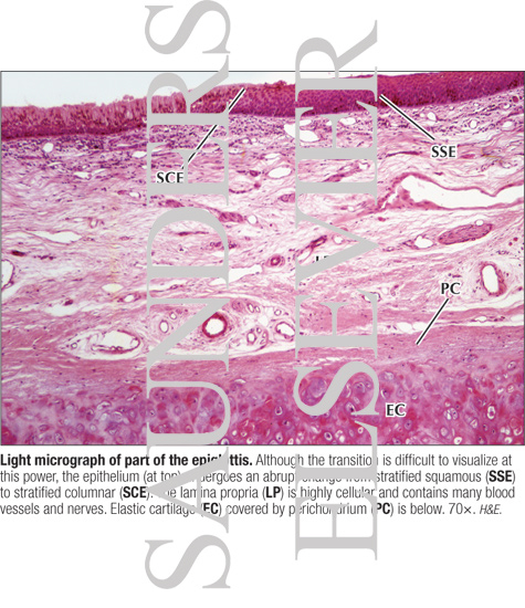 Light Micrograph of Part of the Epiglottis