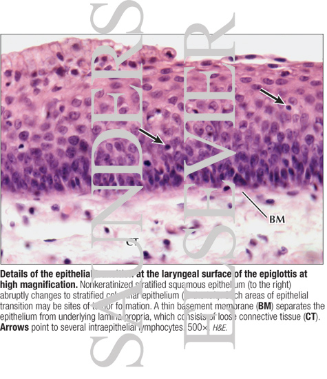 Watermarked preview of labeled image: Details of the Epithelial Transition at the Laryngeal Surface of the Epiglottis at High Magnification