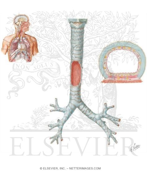 Structure of the Trachea and Major Bronchi