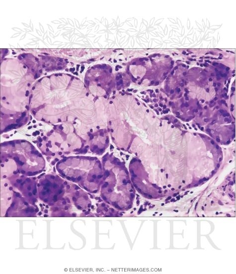 Light Micrograph of a Tracheal Seromucous Gland at Higher Magnification