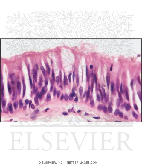 Watermarked preview of unlabeled image: Light Micrograph of Respiratory Epithelium In the Trachea