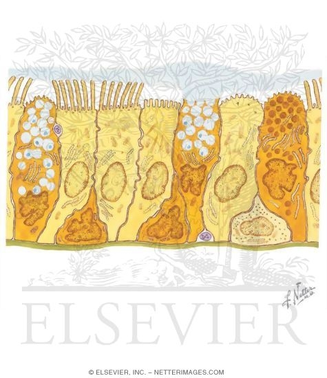 Ultrastructural Schematic: Trachea and Large Bronchi