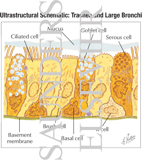 Watermarked preview of labeled image: Ultrastructural Schematic: Trachea and Large Bronchi