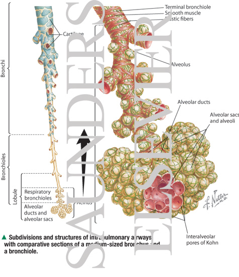 Development of Bronchioles and Alveoli
Intrapulmonary Airways: Schema
Subdivisions and Structure of Intrapulmonary Airways