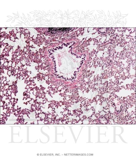 Light Micrograph of the Lung In Transverse Section That Shows a Terminal Bronchiole at Low Magnification