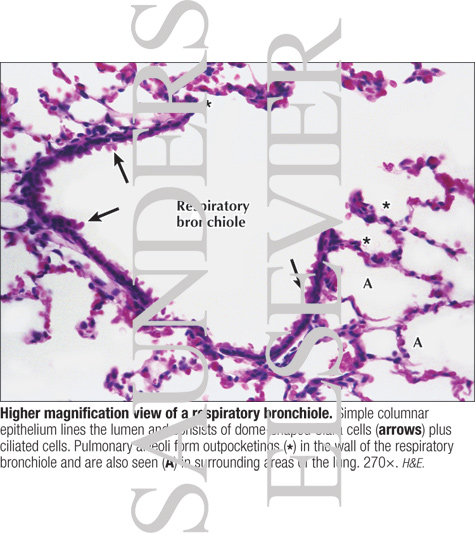 Higher Magnification View of a Respiratory Bronchiole