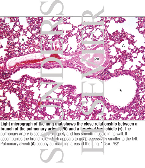 Light Micrograph of the Lung That Shows the Close Relationship Between a Branch of the Pulmonary Artery (PA) and a Terminal Bronchiole (*)