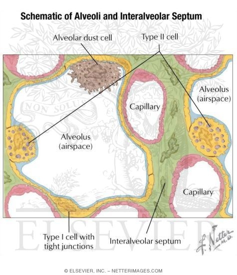 Ultrastructure of Pulmonary Alveoli and Capillaries
