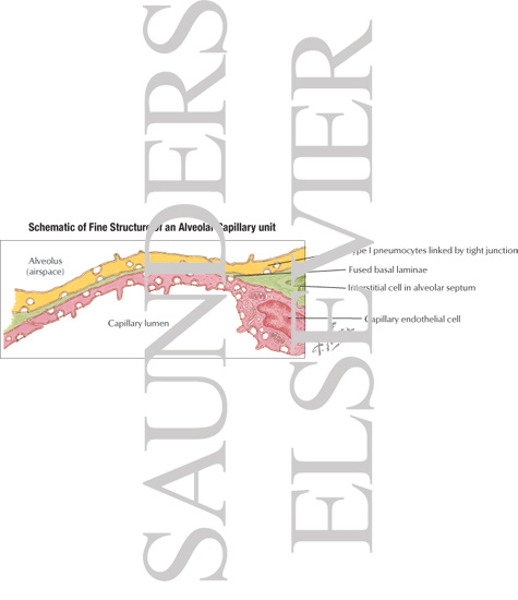 Watermarked preview of labeled image: Schematic of Fine Structure of an Alveolar Capillary Unit