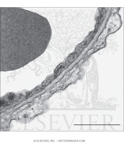 Watermarked preview of unlabeled image: Electron Micrograph of the Blood-air Barrier at High Magnification