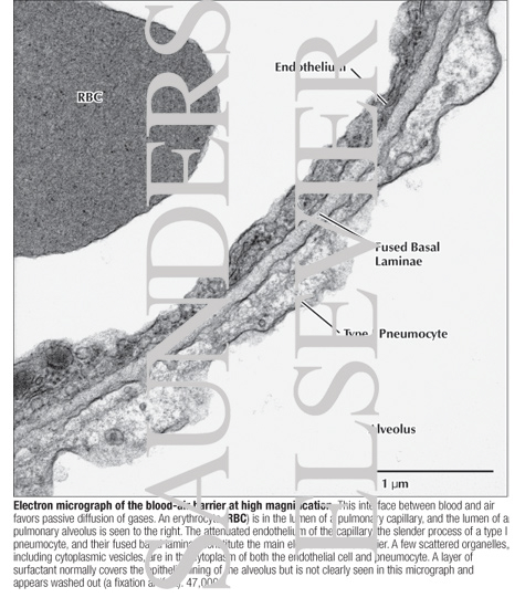 Electron Micrograph of the Blood-air Barrier at High Magnification