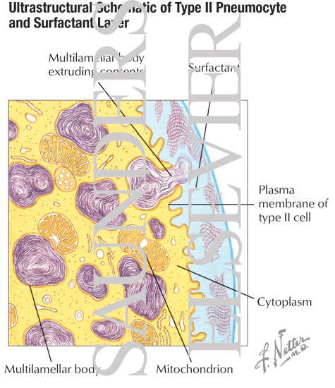 Ultrastructural Schematic of Type II Pneumocyte and Surfactant Layer