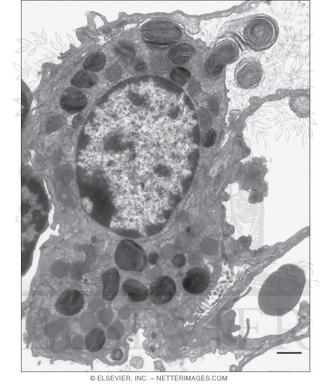 Electron Micrograph of a Type II Pneumocyte