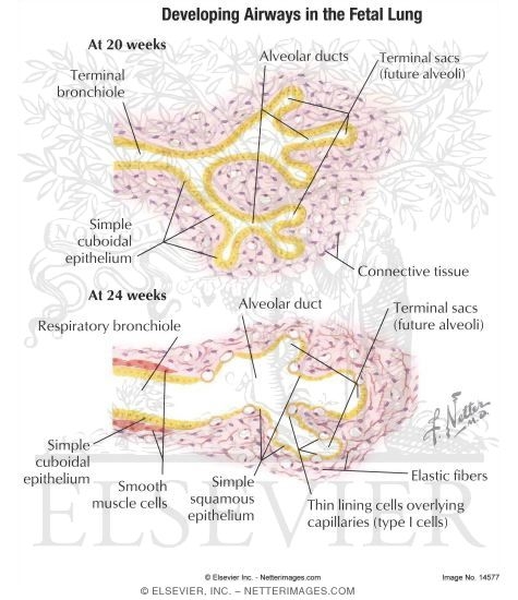 Watermarked preview of labeled image: Bronchial Epithelium Maturation