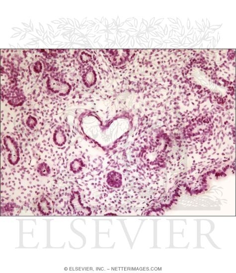 Watermarked preview of unlabeled image: Light Micrograph of Fetal Lung