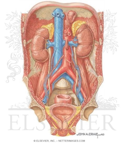 Watermarked preview of unlabeled image: Regional Anatomy of the Urinary System