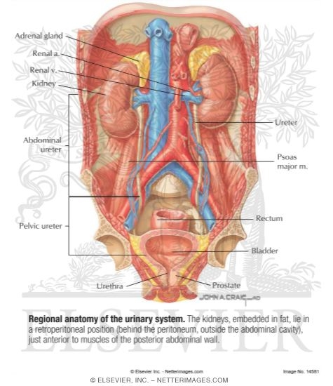 Regional Anatomy of the Urinary System