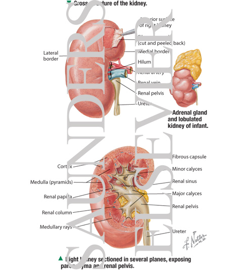 Watermarked preview of labeled image: Gross Structure of Kidney