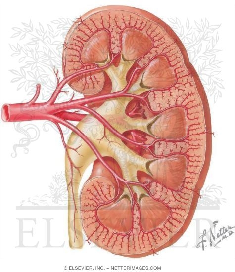 Watermarked preview of unlabeled image: Terminal Branches of the Left Renal Artery
