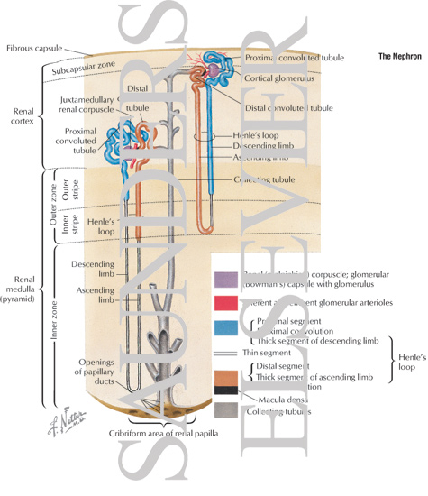 Anatomy of the Nephron
Nephron and Collecting Tubule: Schema
The Nephron