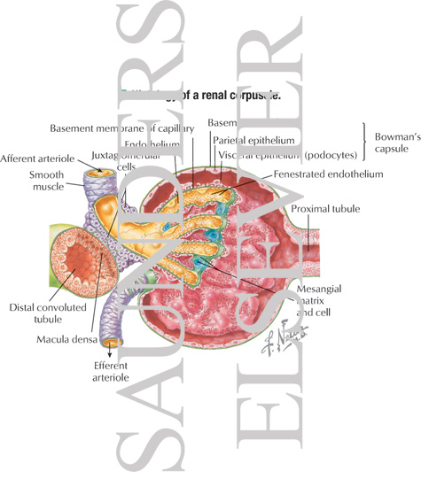 Histology of Renal Corpuscle