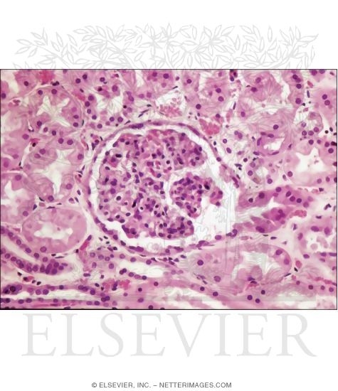 Light Micrograph Showing the Urinary Pole of a Renal Corpuscle