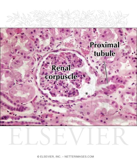 Watermarked preview of labeled image: Light Micrograph Showing the Urinary Pole of a Renal Corpuscle