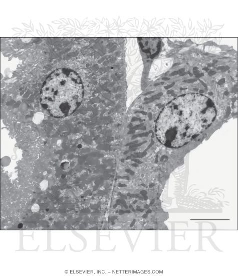 Electron Micrograph of Parts of Proximal and Distal Convoluted Tubules