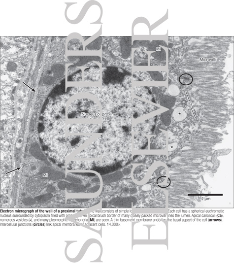 Watermarked preview of labeled image: Electron Micrograph of the Wall of a Proximal Tubule
