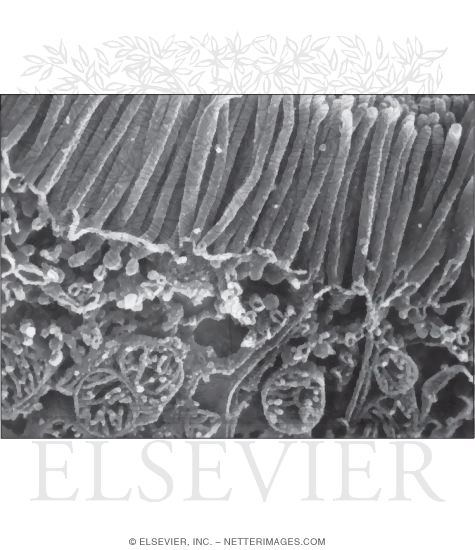 High Resolution Scanning Electron Micrograph Showing Microvilli at the Apical Surface of a Proximal Tubule Cell