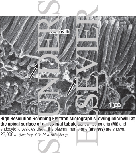 High Resolution Scanning Electron Micrograph Showing Microvilli at the Apical Surface of a Proximal Tubule Cell