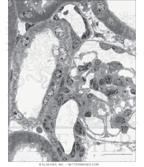 Survey Electron Micrograph of the Vascular Pole of a Renal Corpuscle Showing Features of the JG Complex