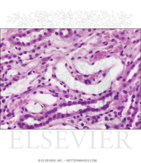 Light Micrograph of Loops of Henle In the Renal Medulla