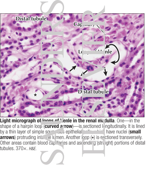 Light Micrograph of Loops of Henle In the Renal Medulla