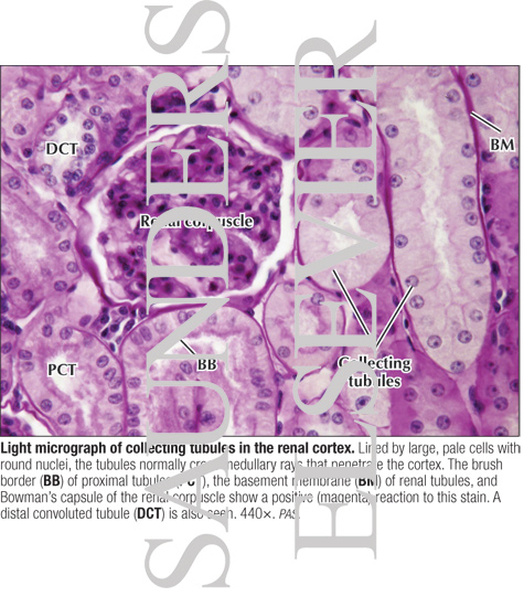 Watermarked preview of labeled image: Light Micrograph of Collecting Tubules In the Renal Cortex