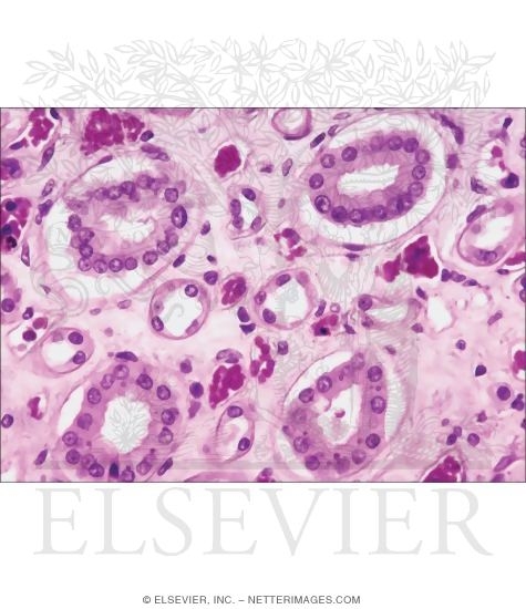 Watermarked preview of unlabeled image: Light Micrograph of Collecting Tubules and Loops of Henle In the Renal Medulla In Transverse Section