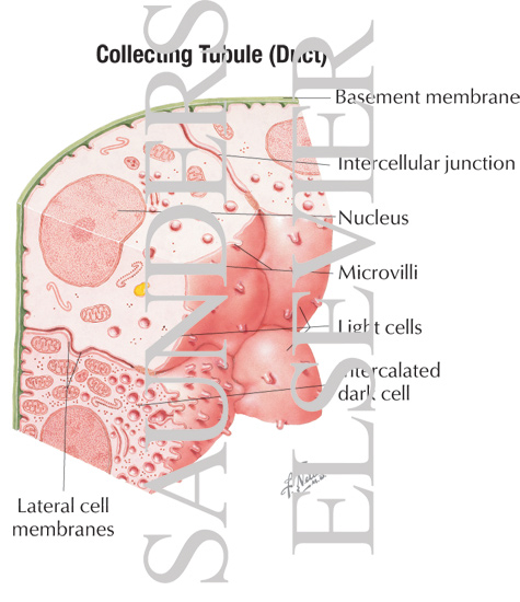 Watermarked preview of labeled image: Stereogram of Cells of Collecting Tubule