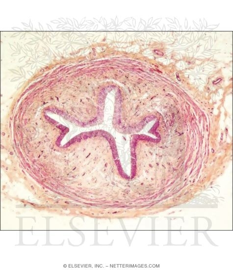 Light Micrograph of the Ureter In Transverse Section