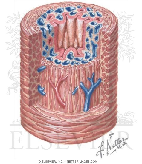 Female Urethra