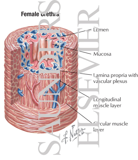 Female Urethra